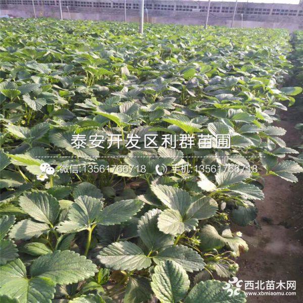 大棚草莓苗、大棚草莓苗價(jià)格、大棚草莓苗基地