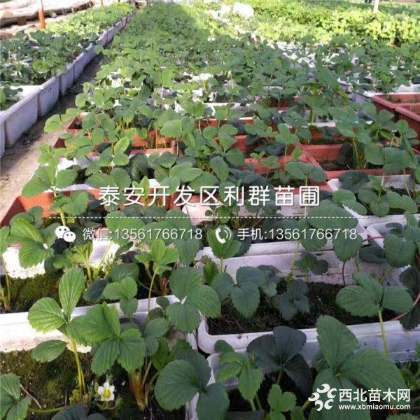 大棚草莓苗、大棚草莓苗價(jià)格、大棚草莓苗基地