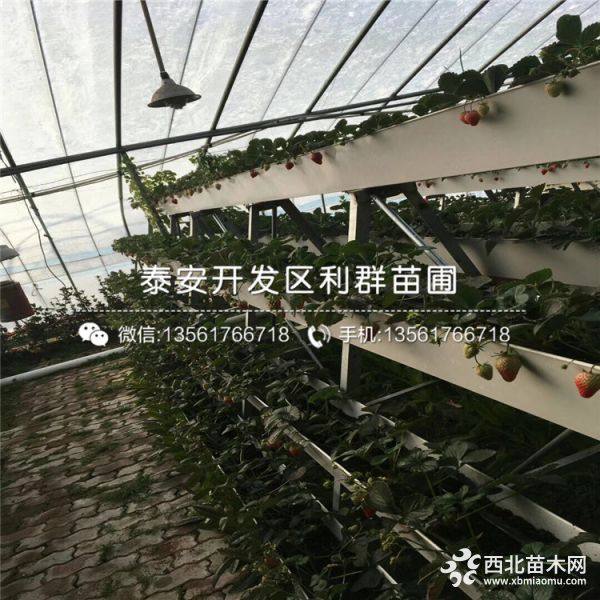 草莓苗出售、草莓苗多少钱一棵