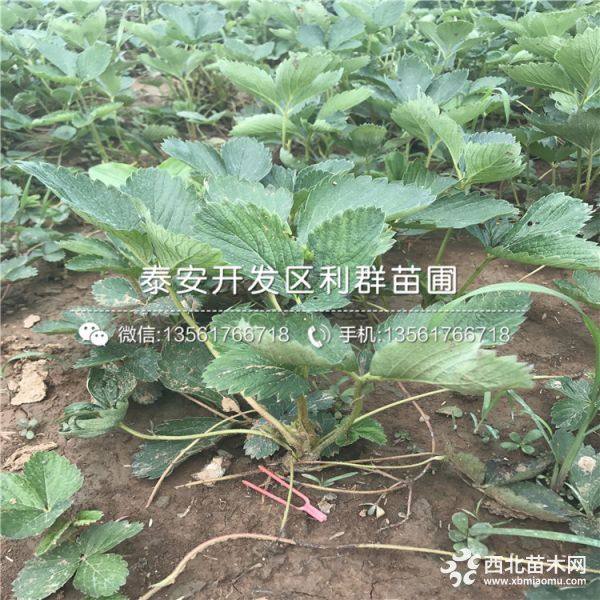 山东红颜草莓苗、红颜草莓苗品种、红颜草莓苗价格