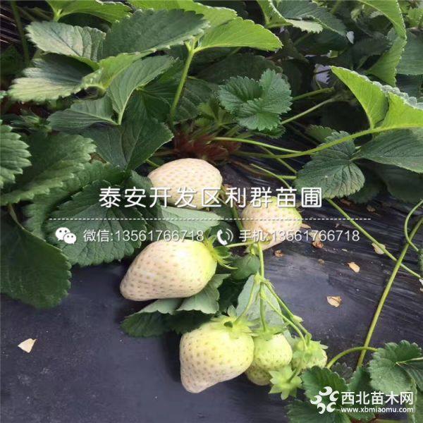 甜查理草莓苗；甜查理草莓苗价格