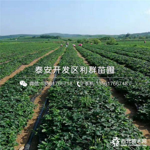 拉松6号草莓苗、拉松6号草莓苗多少钱一棵