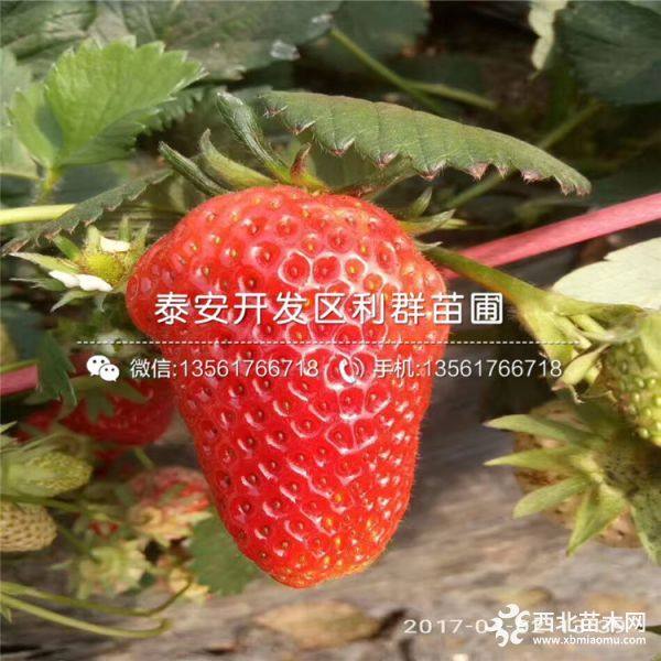 豐香草莓苗、豐香草莓苗多少錢(qián)一棵