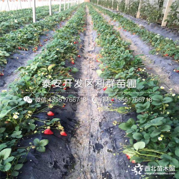 山东章姬草莓苗、章姬草莓苗价格、章姬草莓苗基地