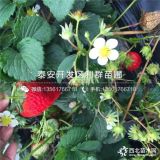 贵州草莓苗 贵州草莓苗价格多少 贵州草莓苗基地