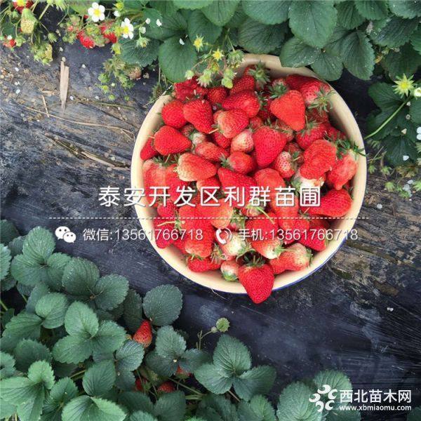 甜查理草莓苗、甜查理草莓苗多少钱一棵、甜查理草莓苗基地