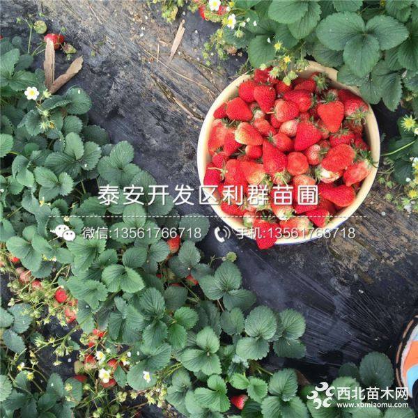 脱毒红颜草莓苗、脱毒红颜草莓苗价格多少