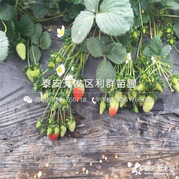 大棚草莓苗、大棚草莓苗出售、大棚草莓苗价格