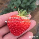 牛奶草莓苗 牛奶草莓苗新品種 牛奶草莓苗價(jià)格