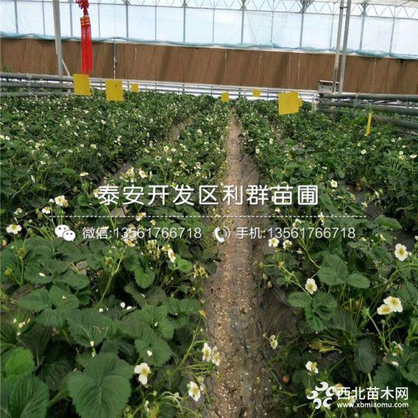 盆栽草莓苗、盆栽草莓苗多少钱一棵、盆栽草莓苗新品种