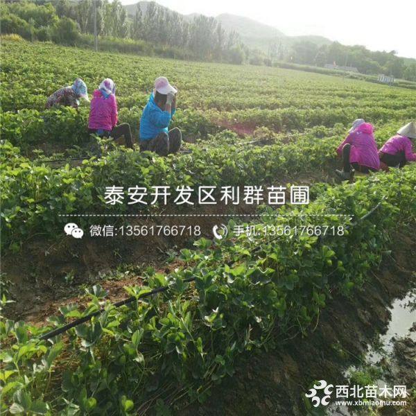 海南草莓苗价格、海南草莓苗基地、海南适合种植什么草莓苗品种