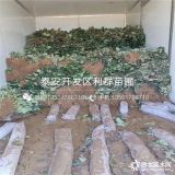 桃熏白草莓苗、桃熏白草莓苗價(jià)格多少