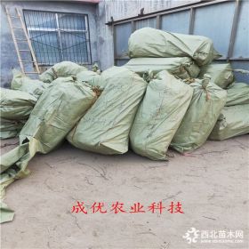 维纳斯黄金苹果苗基地,苹果苗维纳斯,鲁丽小苗价格多少