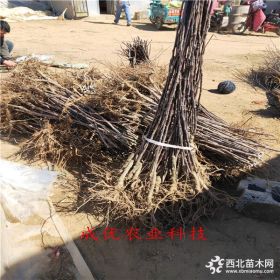 苹果树苗小苗哪有 哪里卖苹果树苗木 苹果树苗多少钱