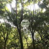 福建產(chǎn)地供應(yīng)米徑13公分藍花楹價格620元