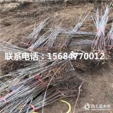 布鲁克斯樱桃苗、布鲁克斯樱桃苗出售、布鲁克斯樱桃苗基地