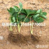 牛奶草莓苗价格、批发牛奶草莓苗多少钱一棵