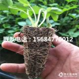 2019年草莓苗多少钱一棵、新品种草莓苗批发价格