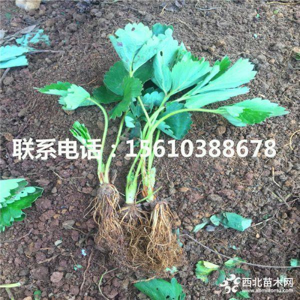 豐香草莓苗、出售豐香草莓苗、豐香草莓苗價(jià)格多少錢(qián)