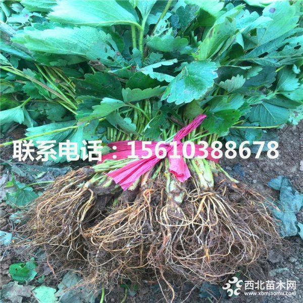 豐香草莓苗、出售豐香草莓苗、豐香草莓苗價(jià)格多少錢(qián)