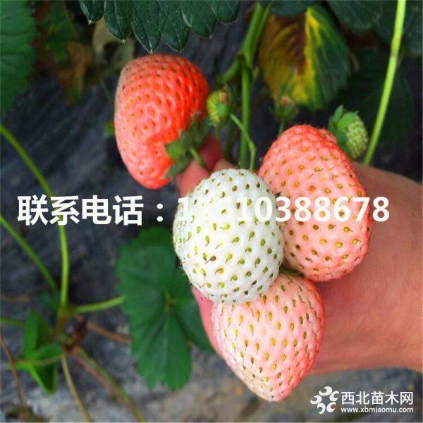 佐贺清香草莓苗、佐贺清香草莓苗哪有、佐贺清香草莓苗多少钱