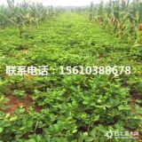 供應蒙特瑞草莓苗、出售蒙特瑞草莓苗基地