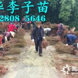 贵州青脆李苗批发基地，贵州青脆李树苗价格。