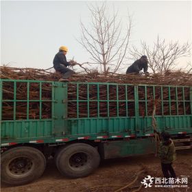 中秋蜜桃树苗、中秋蜜桃树苗多少钱一棵、中秋蜜桃树苗价格