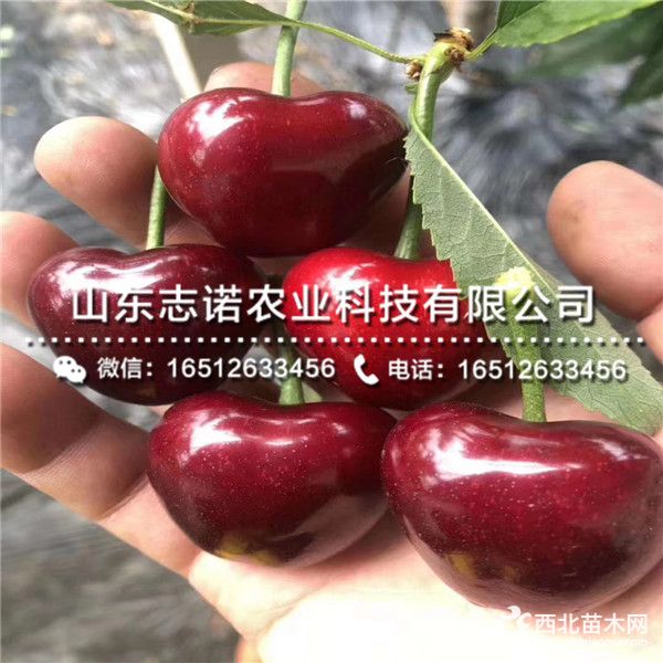 紅繡球大櫻桃樹苗