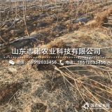 矮化白珍珠大樱桃苗基地、矮化白珍珠大樱桃苗上车