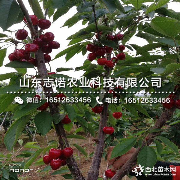 出售美早樱桃树苗、美早樱桃树苗价格、美早樱桃树苗批发基地