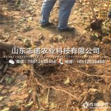 价格白珍珠大樱桃苗、白珍珠樱桃苗基地价格