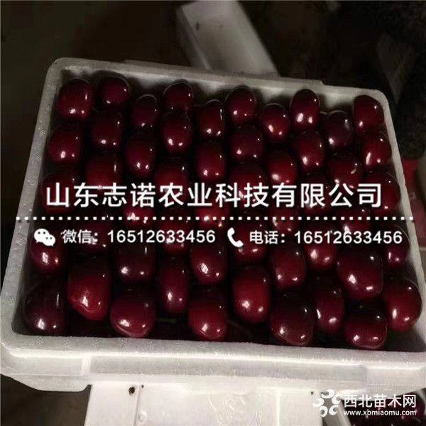 矮化布鲁克斯大樱桃树苗