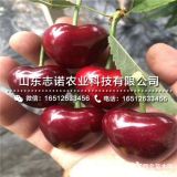 瑞德樱桃苗 瑞德樱桃苗品种 瑞德樱桃苗基地