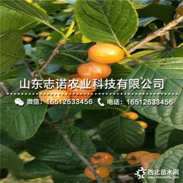 矮化明珠大樱桃苗