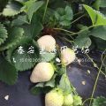 全明星草莓苗價(jià)格、全明星草莓苗多少錢一棵