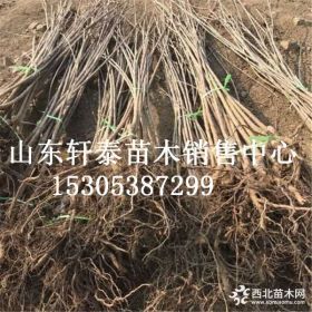 樱桃苗品种丽珠樱桃苗 丽珠樱桃苗基地