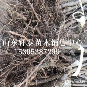 樱桃苗品种布鲁克斯樱桃苗 布鲁克斯樱桃苗基地