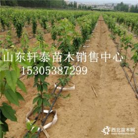 樱桃苗品种福晨樱桃苗 福晨樱桃苗基地