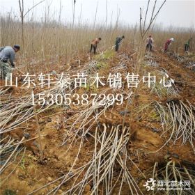 批发乌克兰2号樱桃苗 乌克兰2号樱桃苗基地