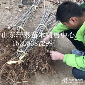 樱桃苗品种奇早樱桃苗 奇早樱桃苗批发基地