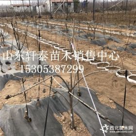 出售布鲁克斯樱桃苗 布鲁克斯樱桃苗基地