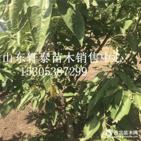 樱桃苗品种萨米脱樱桃苗 萨米脱樱桃苗基地