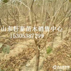 樱桃苗品种水晶樱桃苗 水晶樱桃苗基地