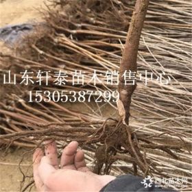 樱桃苗品种桑德拉玫瑰樱桃苗 桑德拉玫瑰樱桃苗哪里有卖