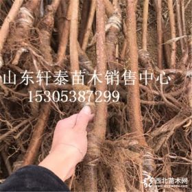 矮化桑德拉玫瑰樱桃苗 桑德拉玫瑰樱桃苗报价