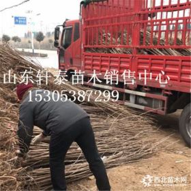 批发雷尼樱桃苗 雷尼樱桃苗单价