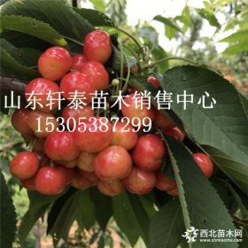 出售金鼎红樱桃苗 金鼎红樱桃苗批发价格