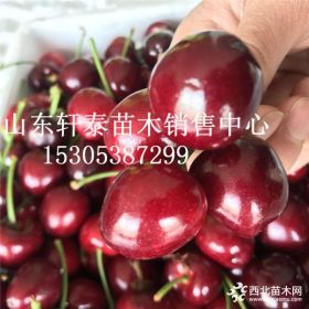 矮化布鲁克斯樱桃苗 布鲁克斯樱桃苗多少钱一棵