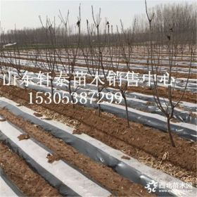 樱桃苗品种罗亚明樱桃苗 罗亚明樱桃苗基地